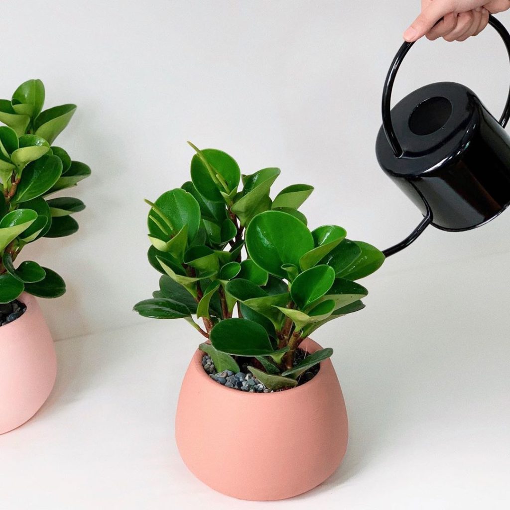 indoor garden
