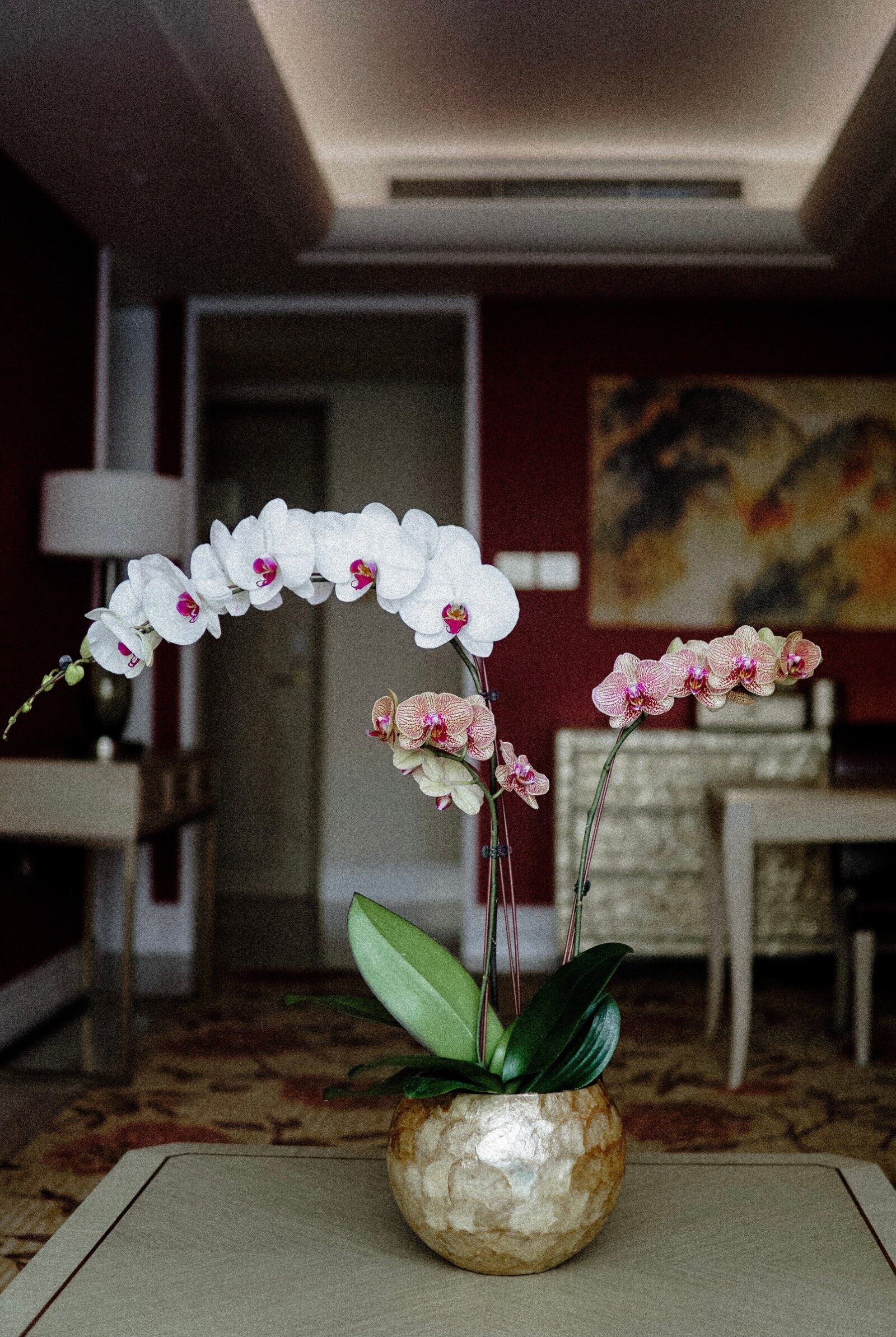 Plantista Manila Plant Decor