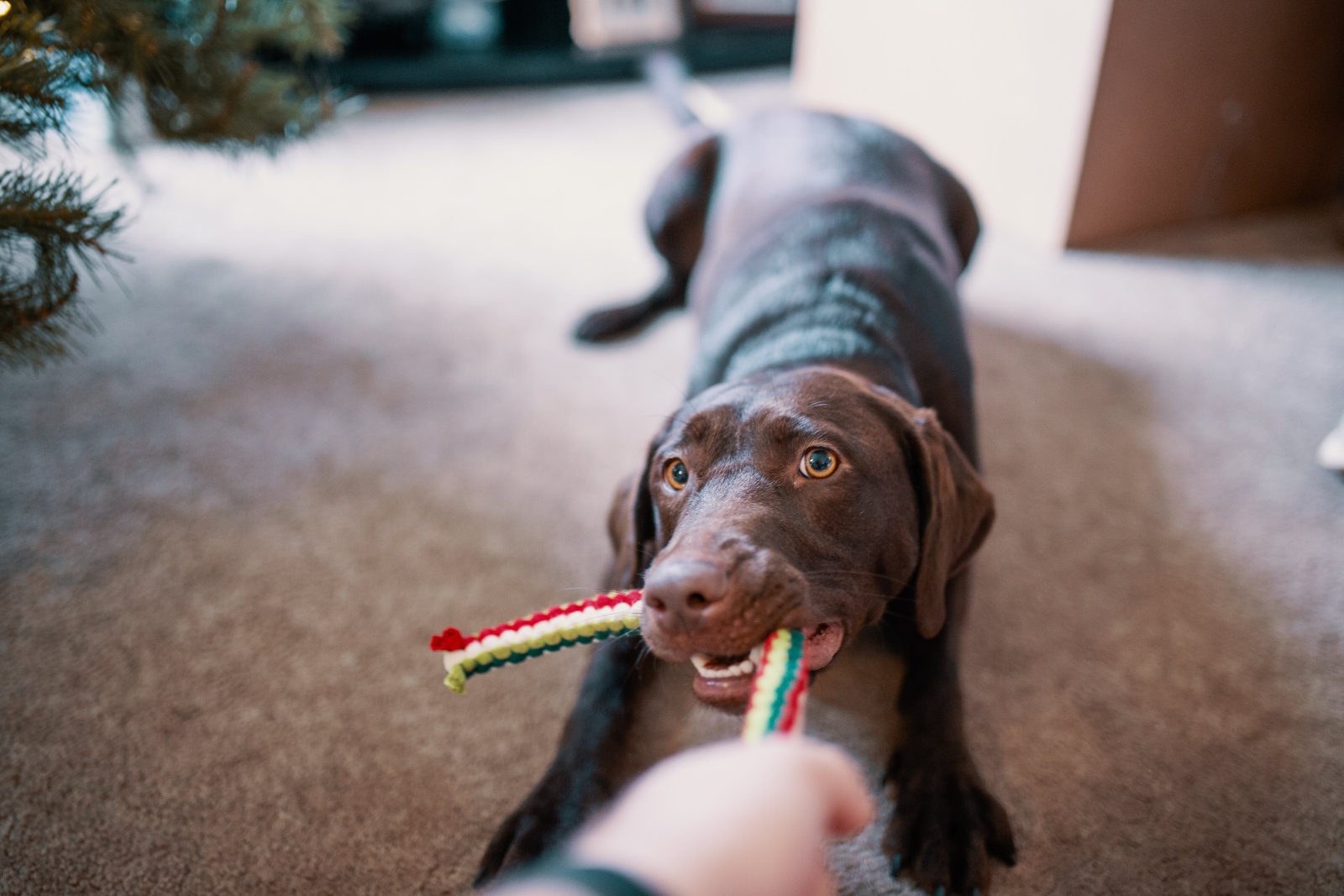 Exercises for your pet dog's mental fitness and physical fitness