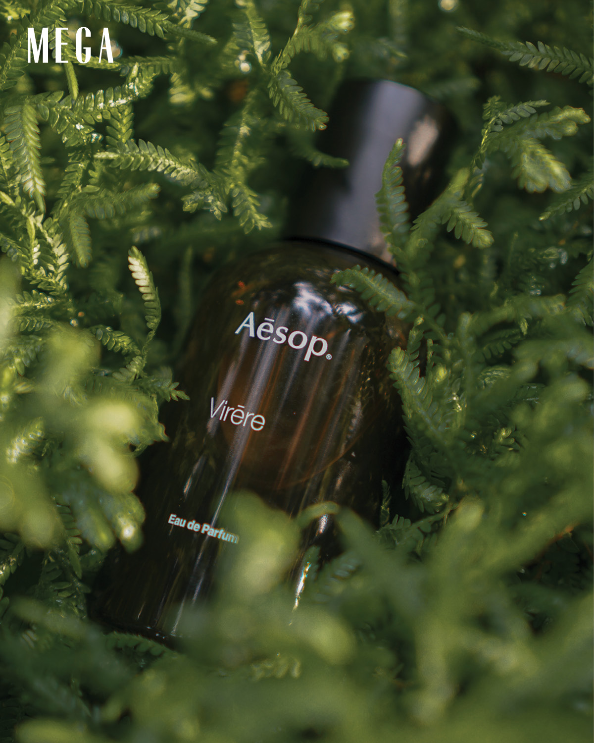 A new take on a classic fresh aroma --- Virēre conjures the sumptuous verdancy, sprightly citrus, and rich woodiness of a fresh fig.