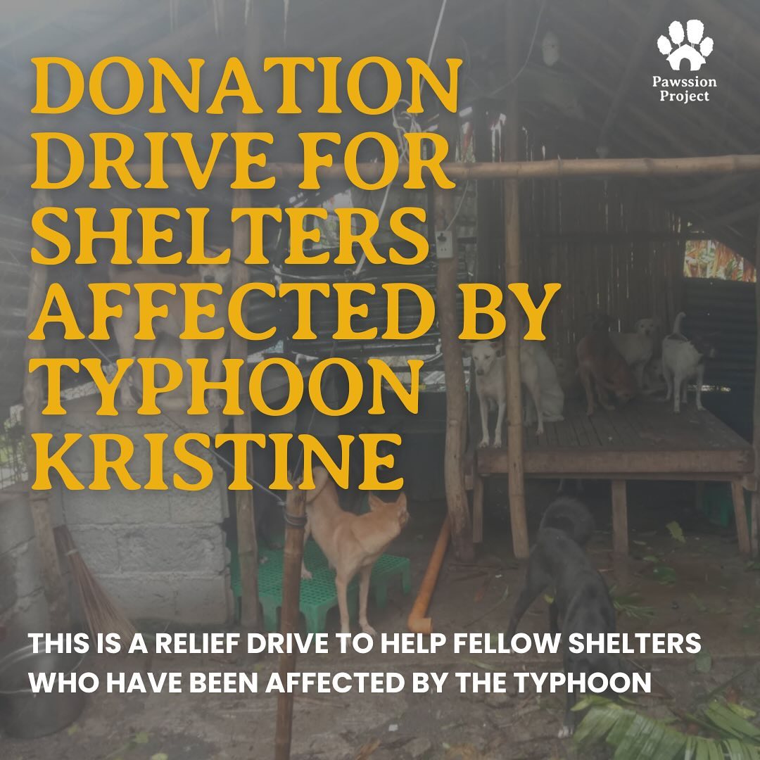 Pawssion Project Typhoon Kristine