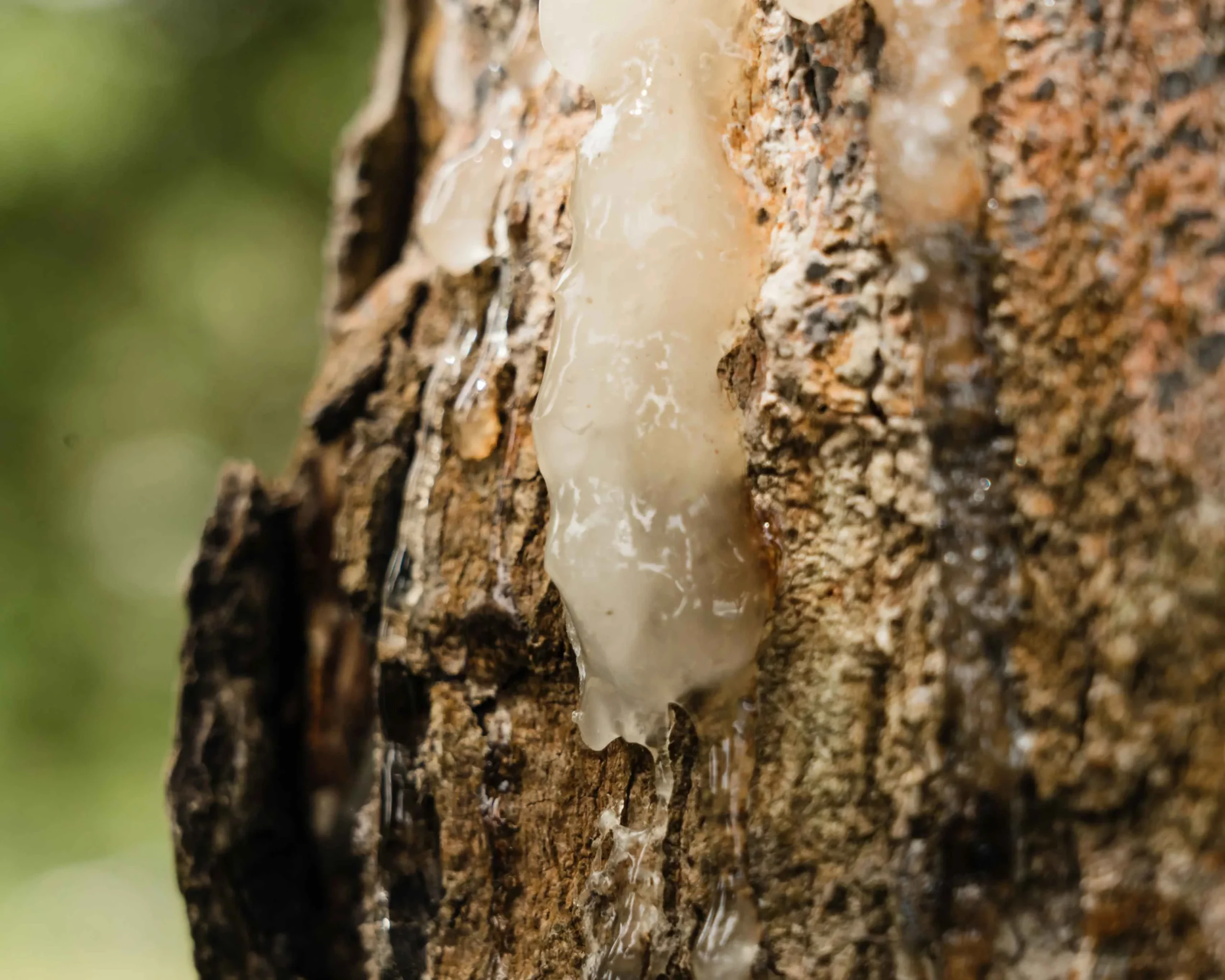 Pili Resin