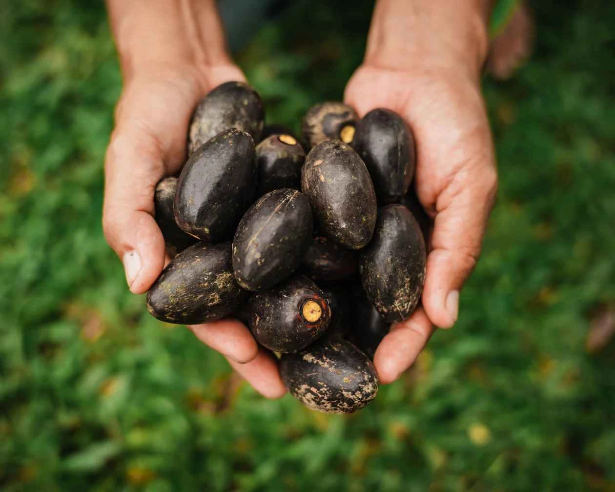 Pili Nuts
