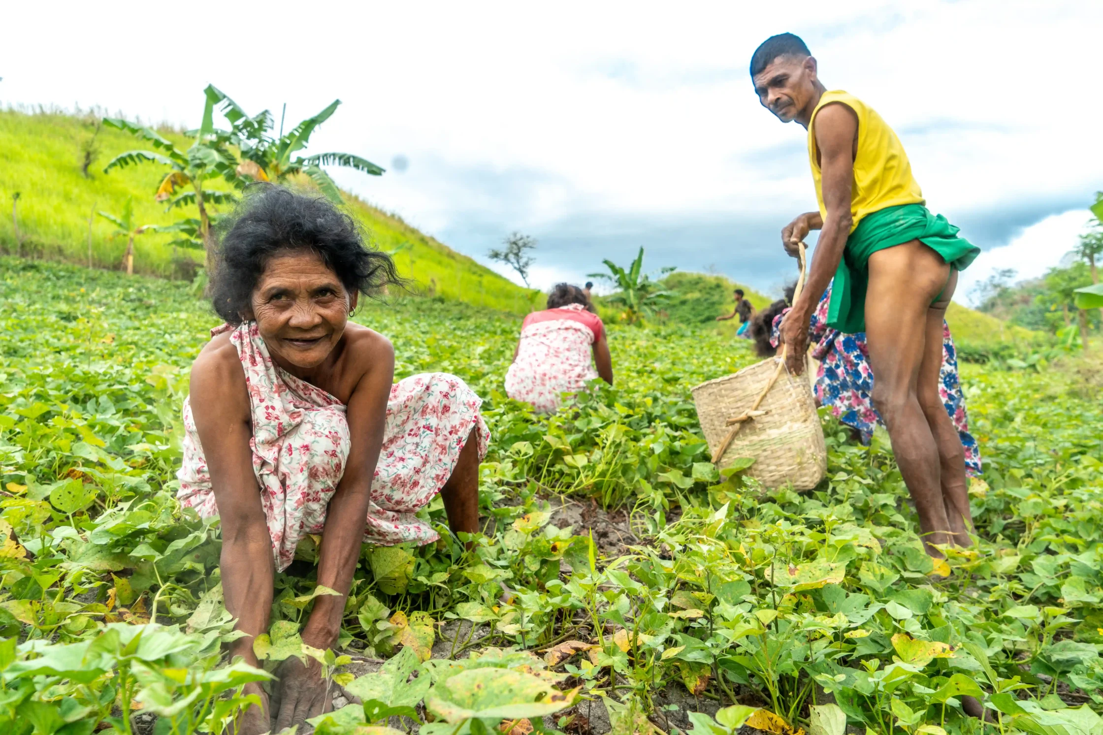 ube farmers