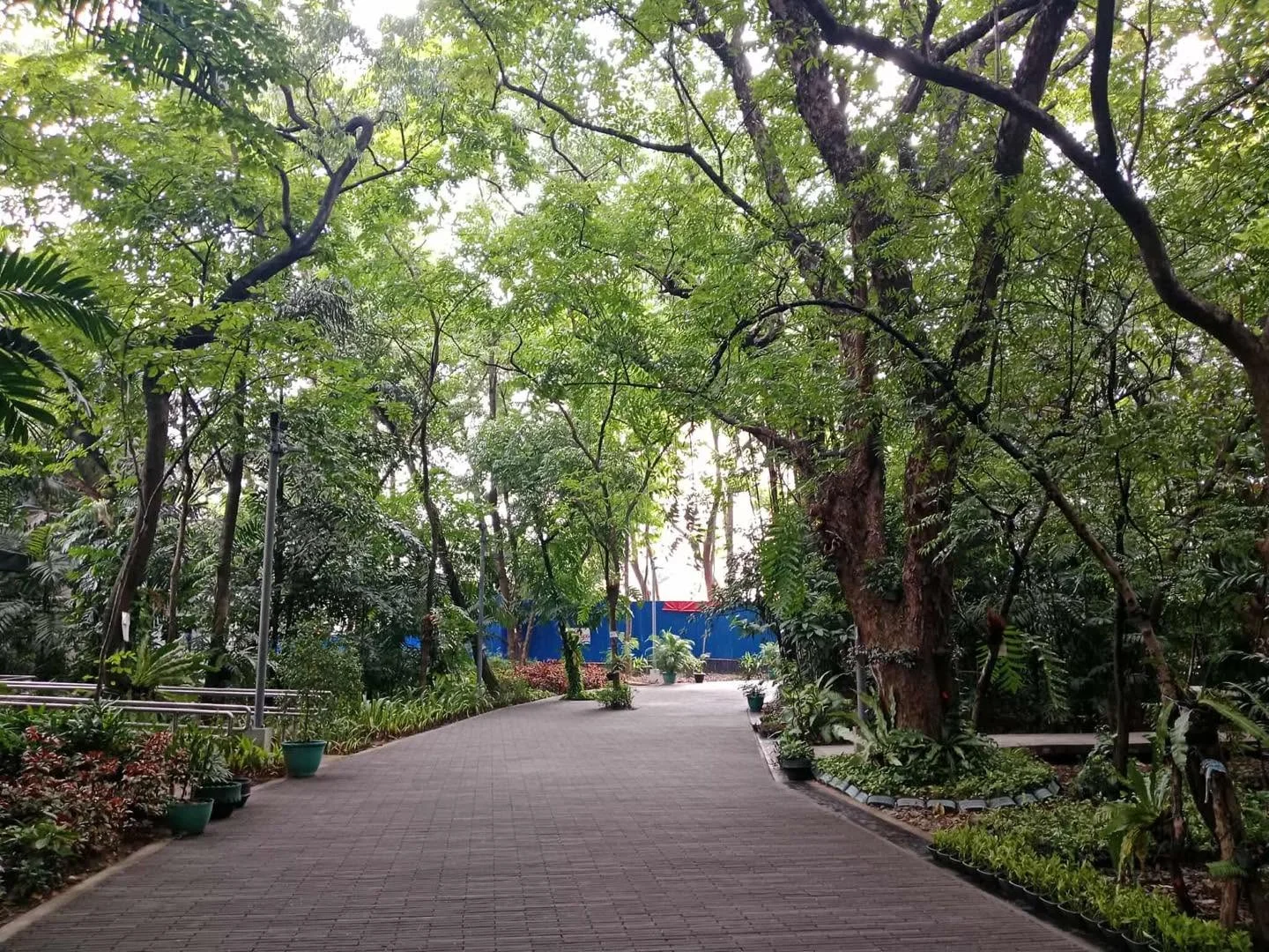 arroceros forest park